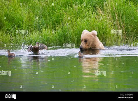 Brown Bear And Duck On Brooks River Katmai National Park Alaska Usa