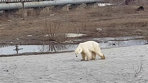 Hungry And Exhausted Polar Bear Wanders Into Russian City Bbc News