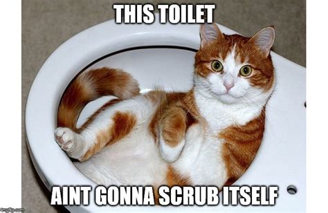 Funniest Cat Memes Clean Factory Memes