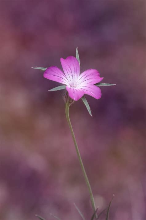 13 Common Weeds With Pink Flowers You Might Find In Your Garden