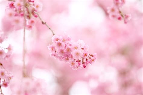 🔥 40 Pink Cherry Blossom Wallpaper Wallpapersafari