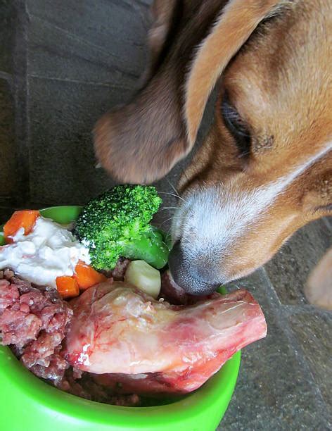 Dog Eating Broccoli Stock Photos Pictures And Royalty Free Images Istock