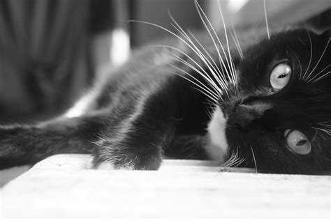 50 Best Ideas For Coloring Cat Images Black And White