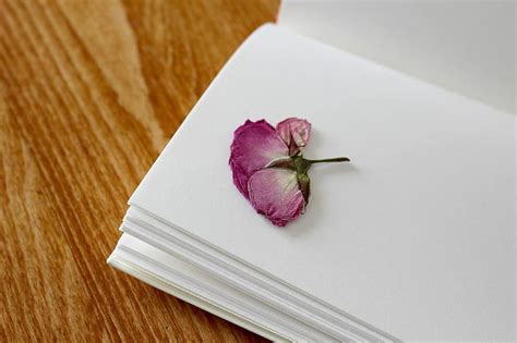 Rosa libro cuaderno libro de registro páginas de libros romántico páginas papel