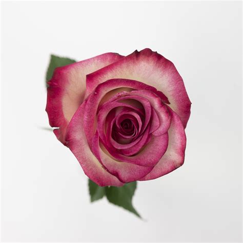 Zweifarbige Rose Paloma Bestellen Im Rosenshop Lieblingsrosen