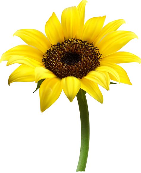 Sunflower Transparent Png Clip Art Image In 2020 Sunflower Wall Art Images