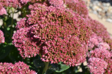 Autumn Joy Sedum Is A Commonly Used Boarder Perennial