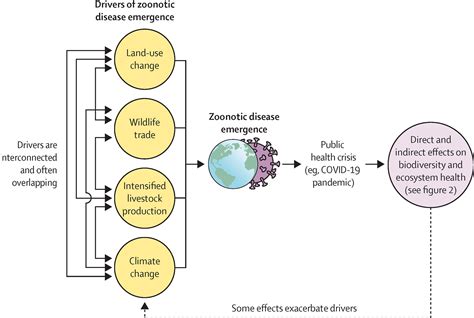 The Covid 19 Pandemic Is Intricately Linked To Biodiversity Loss And