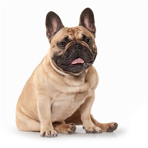 French bulldogs are descendants of the now extinct bullenbeisser. French bulldog breeders midwest | Dogs, breeds and ...