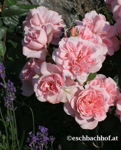 Buy Home And Garden ® Floribunda Rose Agel Rosen