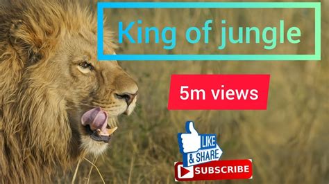 Lion 🦁 King Of Jungle Support To Get 5 Million Views Subscribe Kar