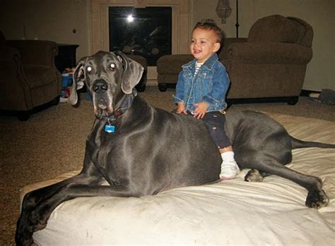 Giant George The Former Worlds Tallest Dog Died At 7 Memenot