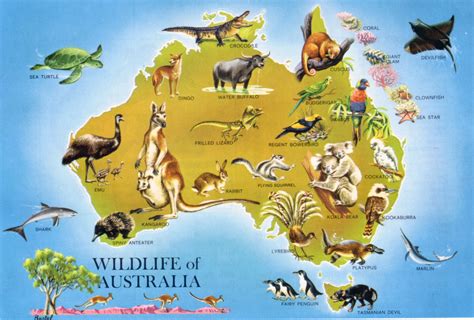 Large detailed wildlife map of Australia. Australia large detailed ...
