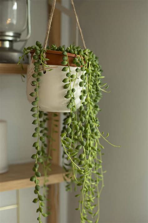 Can Umbrella Plants Live Outside - Umbrella Plant (Schefflera / Heptapleurum )