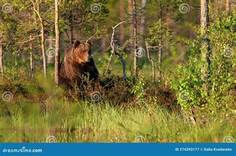 Eurasian Brown Bear Standing By A Pond In Forest In Summer Stock Image