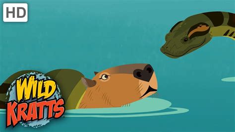 Wild Kratts Capybara Vs Andaconda Nature Youtube