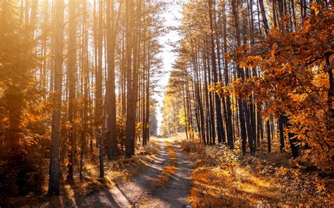 1920x1200 Path Forest Autumn Road Trees Coolwallpapersme