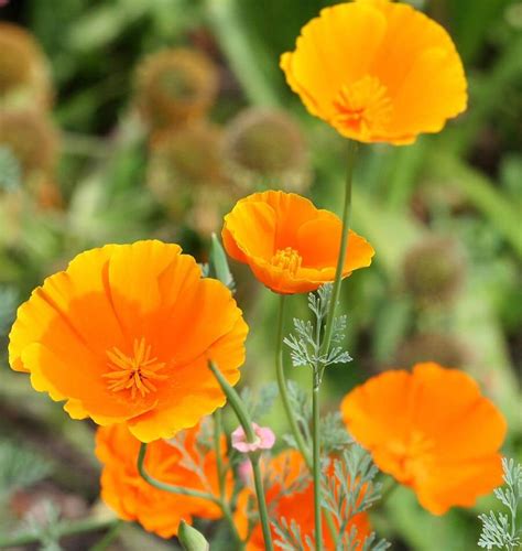How To Grow California Poppies From Seeds