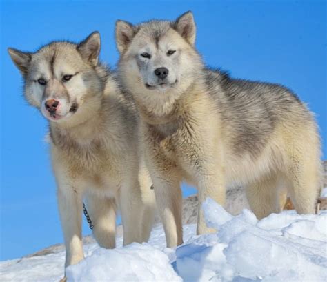 Greenland Dog Breed Information And Images K9 Research Lab