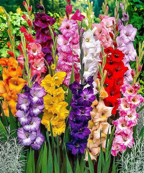 Ruffled Gladiolus Pastel Mix 🧡💗💜 Tall Stately Flowers Make Gorgeous