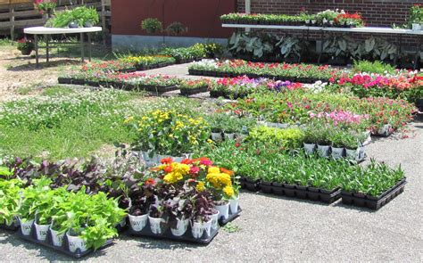Sell Plantsflowers Or Seedsbulbs Vegetable Plants For Sale Garden