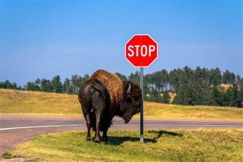 10 Incredible Almost Unbelievable Facts About South Dakota South
