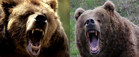 Grizzly Bear Vs Kodiak Bear Comparison Kodiak Bear Grizzly Bear Bear