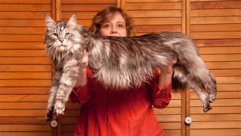 21 Largest Maine Coon Cats In The World