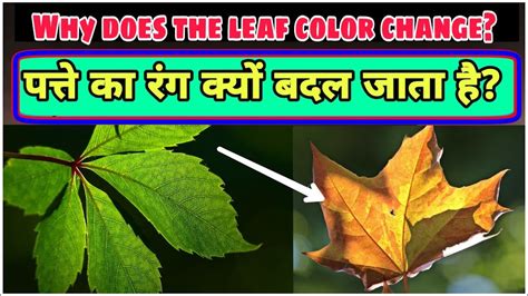 पत्ते का रंग केसे बदलता है?||How does the color of a leaf change?||Why