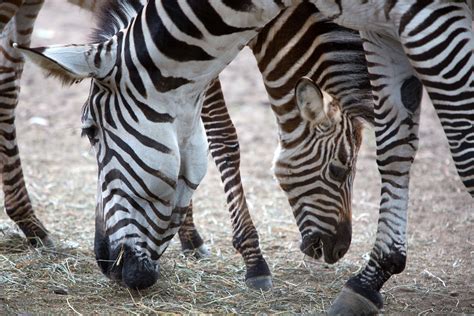 Baby Zebras Wallpapers Free Pictures On Greepx