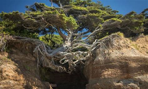 12 Foto Pohon Ajaib Yang Seakan Nggak Bisa Mati Tetap Bertahan Hidup Meskipun Sulit Dan Terjepit