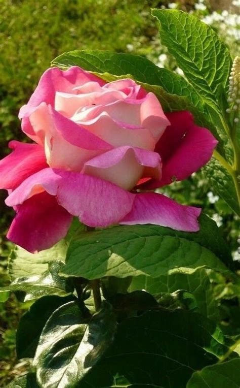 Flower Love — Hot Pink Rose Beautiful Rose Flowers Beautiful