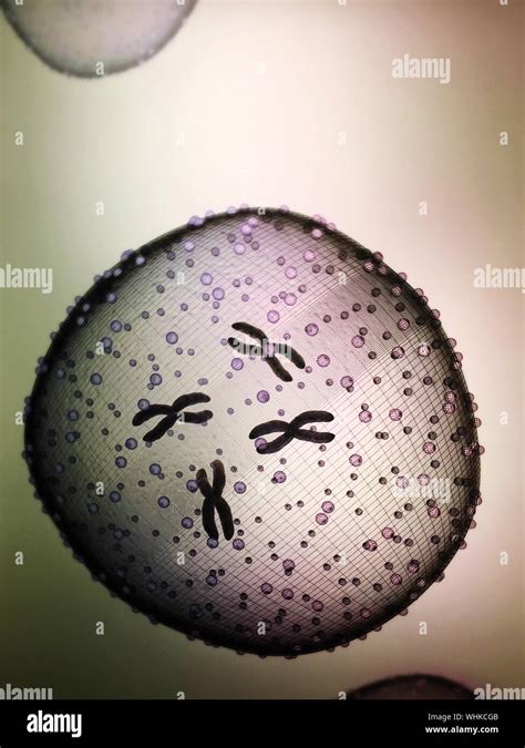 Yeast Cell Microscope Hi Res Stock Photography And Images Alamy