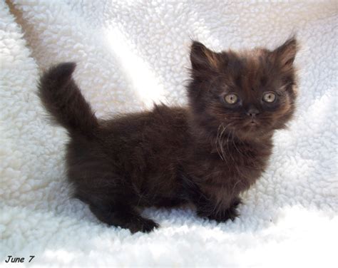 20 Most Beautiful Black Munchkin Cat Pictures