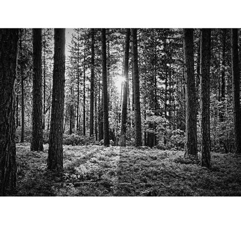 Black And White Forest Tree Wall Mural Tenstickers