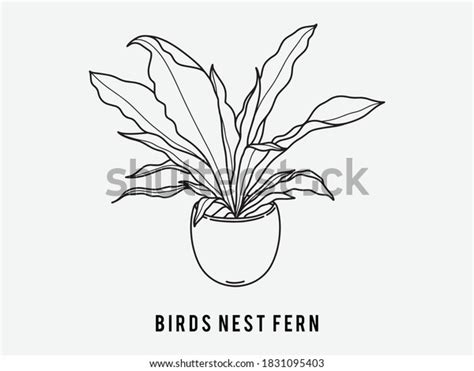 Hand Drawn Birds Nest Fern Indoor Stock Vector Royalty Free