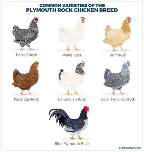 Your Ultimate Guide To The Plymouth Rock Chicken Breed More Eco Peanut Pet Chickens Breeds