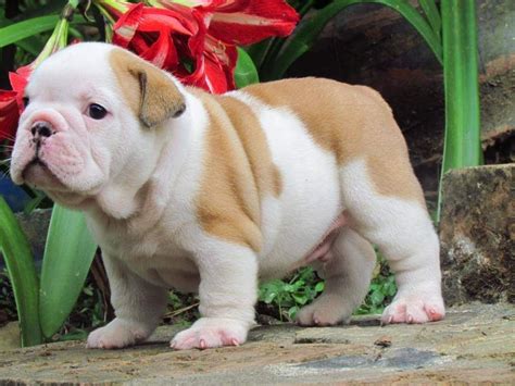 Miniature English Bulldog Puppies For Sale | San Diego, CA #206007