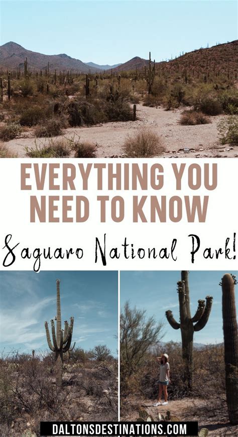 Saguaro National Park Travel Guide Daltons Destinations In 2021