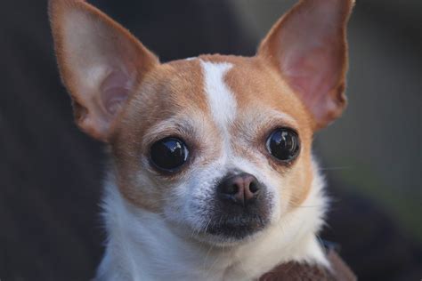 Chihuahuas remained a rarity until the early 20th century and the american kennel club. Chihuahua - najmniejszy pies świata - charakter rasy