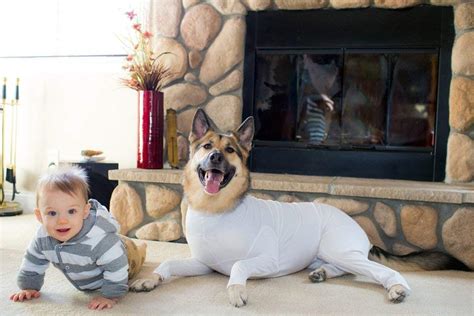 Dog Onesies Now Exist To Stop Your Furry Bff Shedding