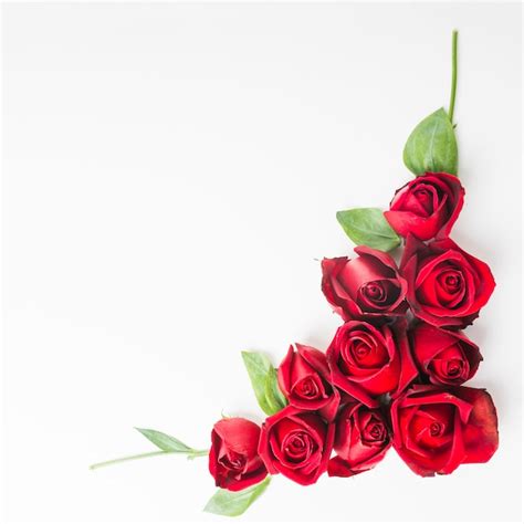 Czerwone Piękne Róże Na Białym Tle Darmowe Zdjęcie
