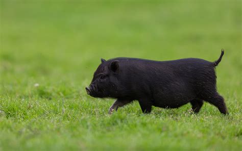 Download Wallpapers Black Funny Pig Green Grass Funny