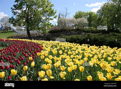 Spring Time And Tulip Time In Canada Ontario Ottawa Capital Of Canada