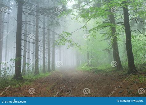 Foggy Forest Path Stock Image Image Of Forest Haunted 29342325