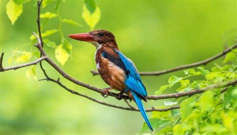 Birds Of Sri Lanka Part 02 Lanka Travel Guide