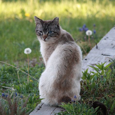 52 Top Photos Feral Cat Colony Pictures 8 Ways To Get A Cat Fix If