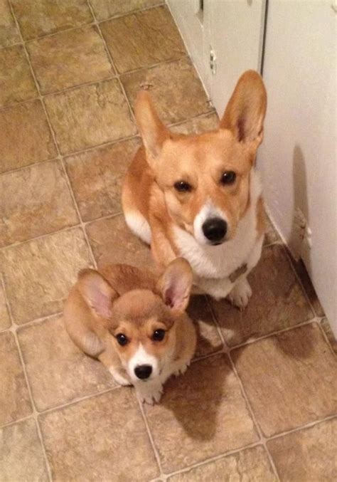 See more ideas about corgi, puppies, cute animals. Erk and Harold of Tennessee: A Tale of Two Corgis | Super ...
