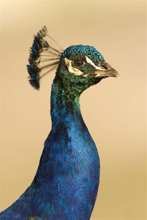 Indian Peafowl Male Photograph By Steve Gettle