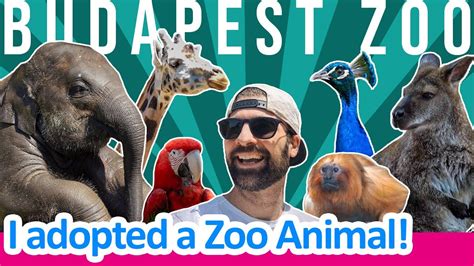 Budapest Zoo Experience A Wonderful Day And How I Adopted An Animal